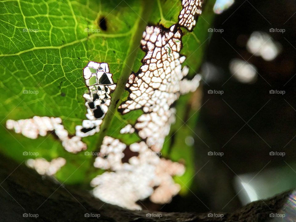 Not perfect leaf seeing from diseased on their but surprisingly amaze that when we closeup...what we think it's bad or useless has such a nice pattern like this.