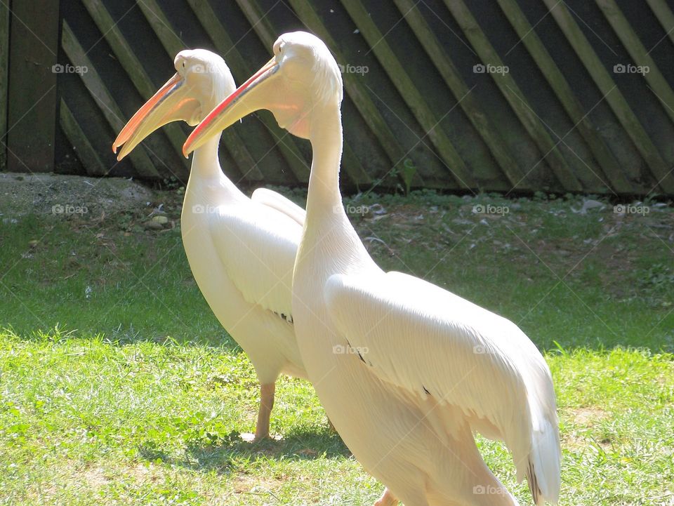 pelicans