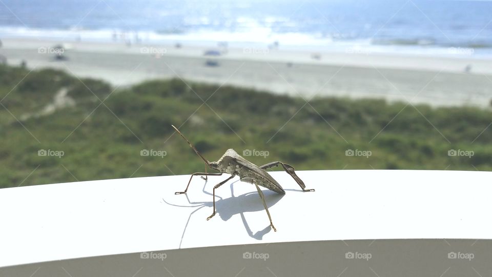insect shadow overlooking beach