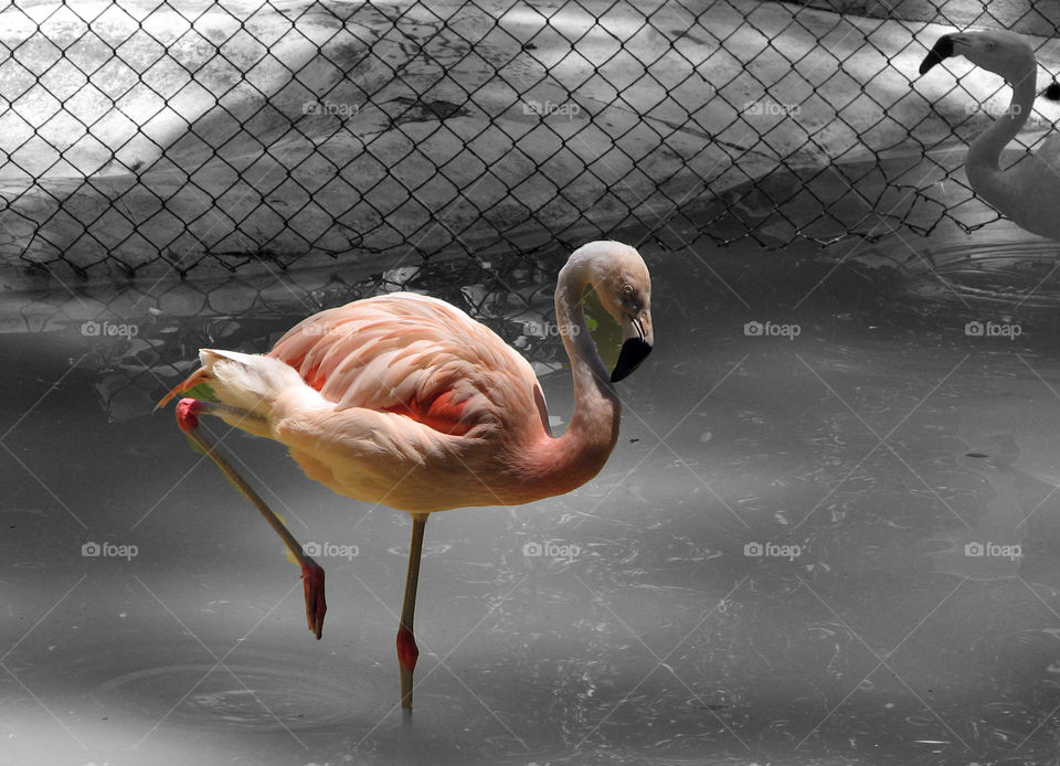 Flamingo -  One Colour