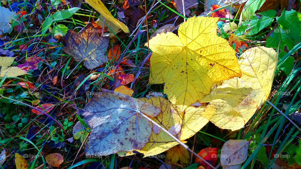 Top view of colourful and vibrant leaves on a fall season.