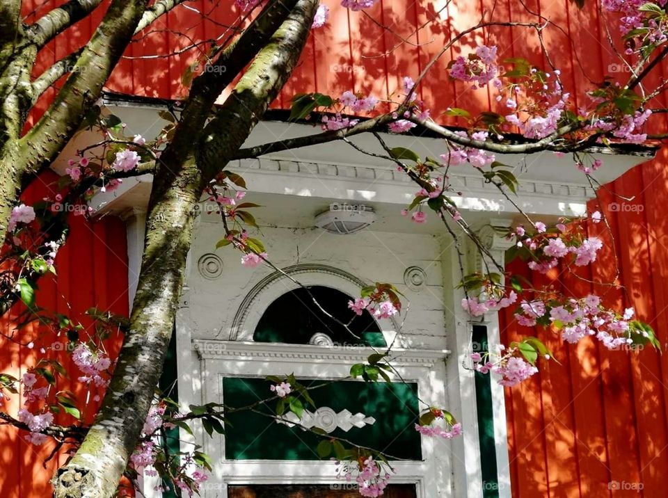 Cherry tree in front of red house