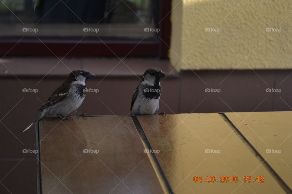 Sparrows on the table.