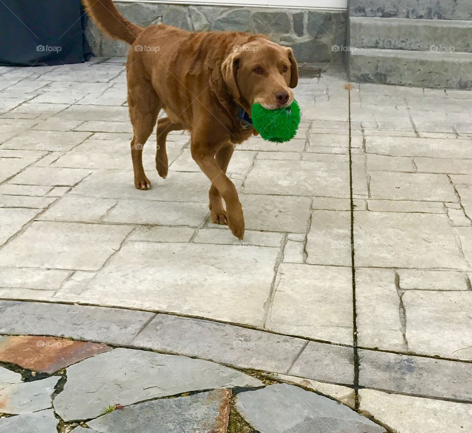 Dog and Green Ball