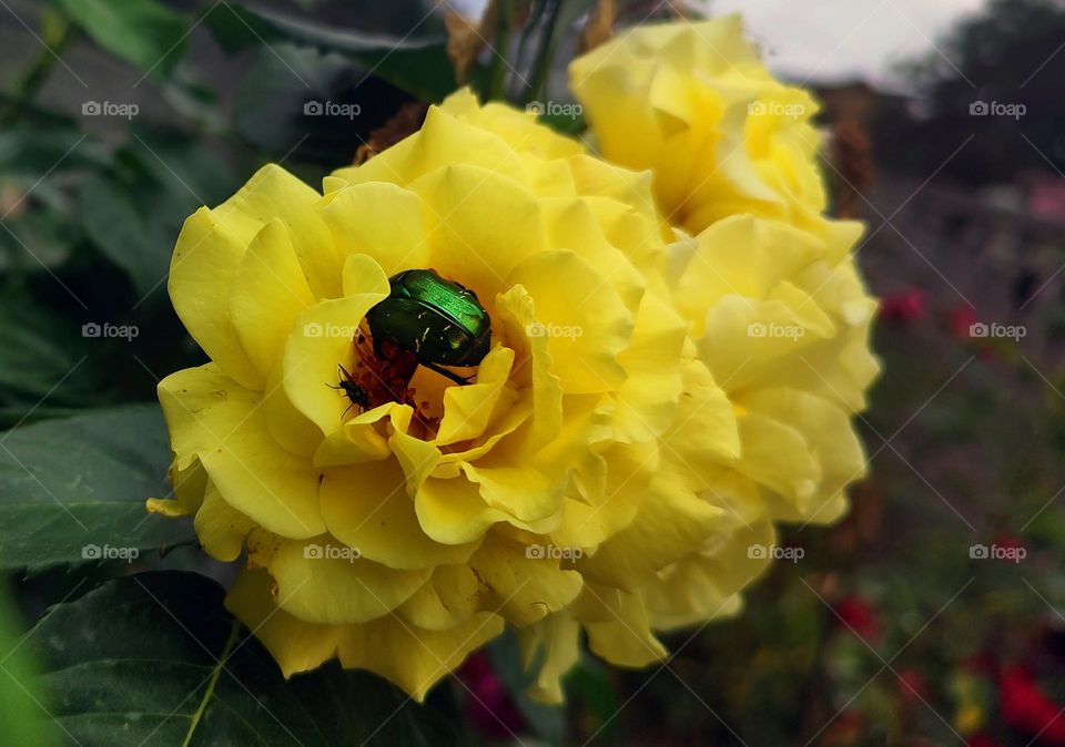 Macro photo of flower growing in the garden