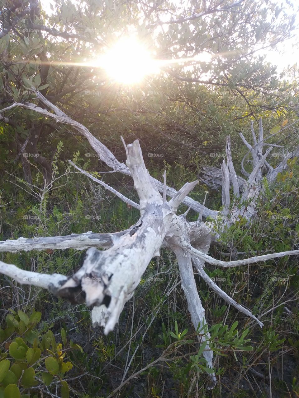 fallen tree