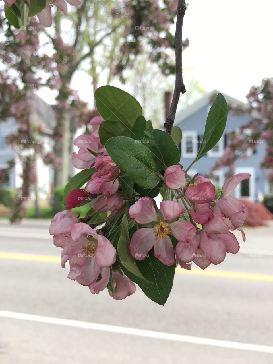 Blossoms in CT in early May