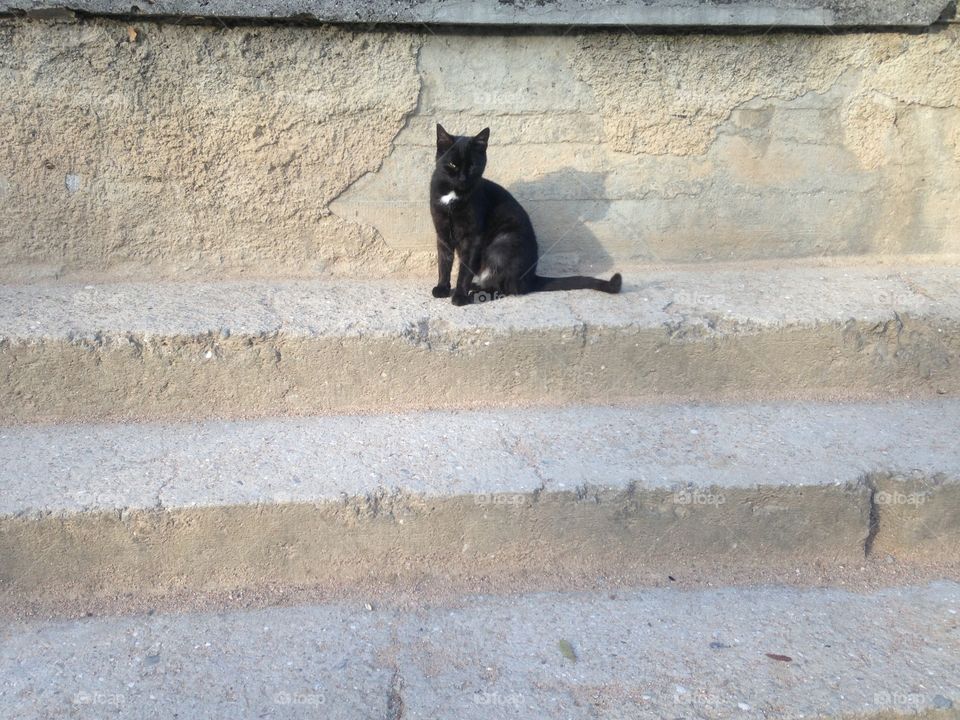 Street, Wall, Mammal, Stone, Architecture