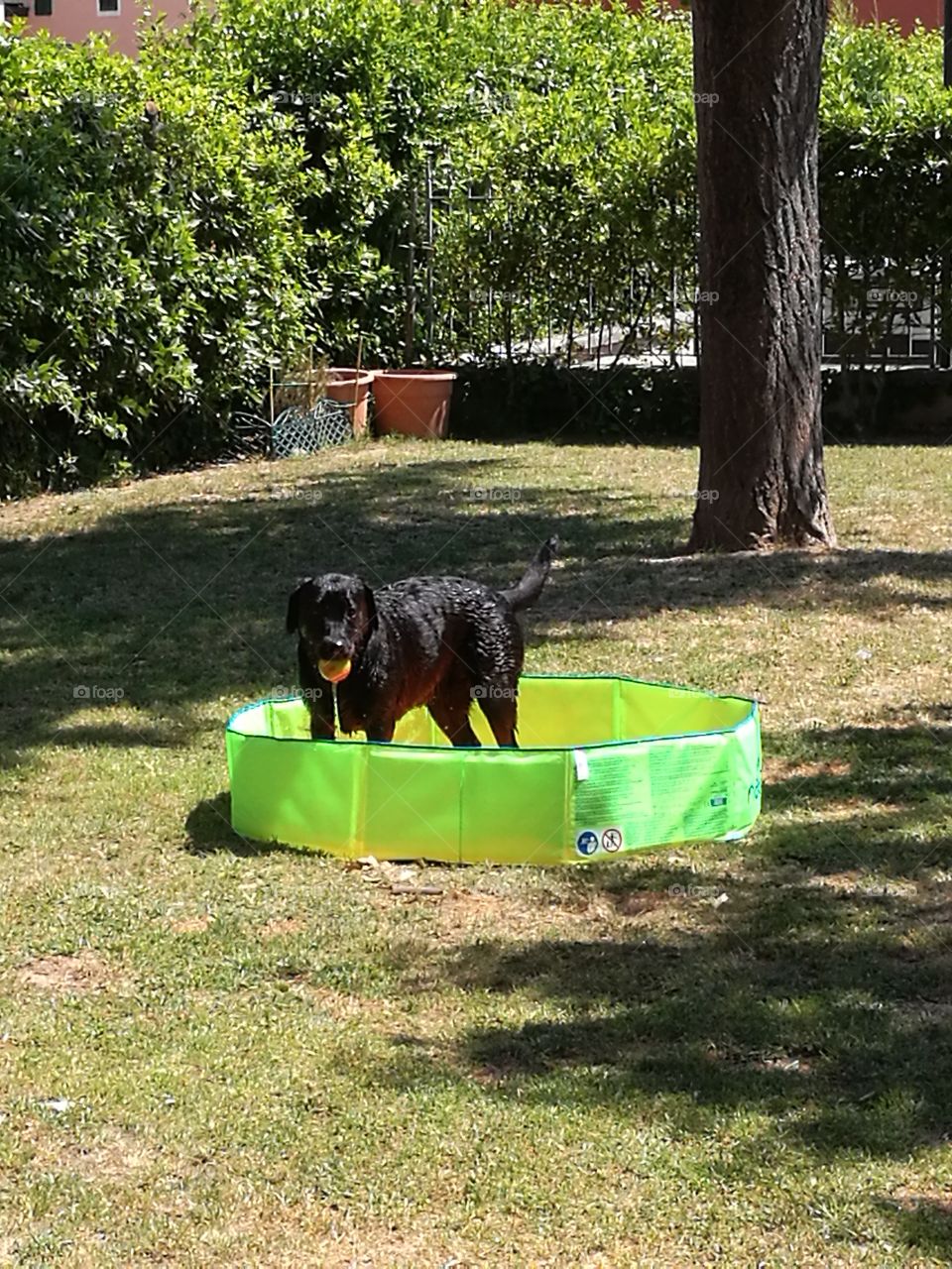 swimming pool dog