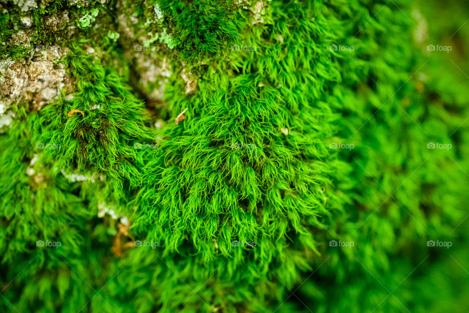 Took this macro shot on a tree. I believe this is algae on trees. Looked pretty cool so I wanted to share the view. It’s like a forest within a forest. 