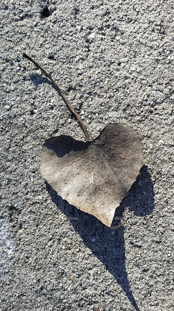 Heart Leaf