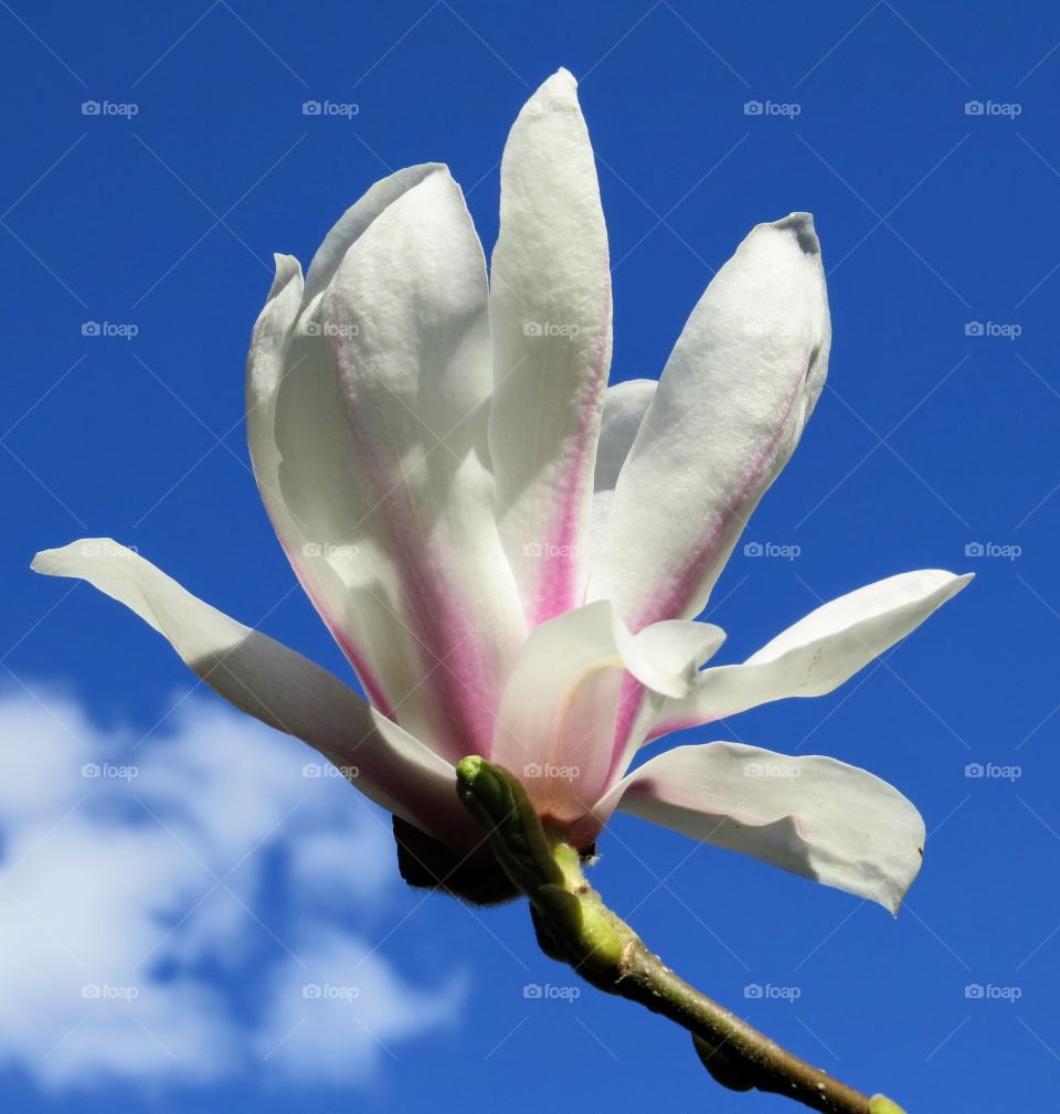 White flower against a clear blue sky during sunny spring day