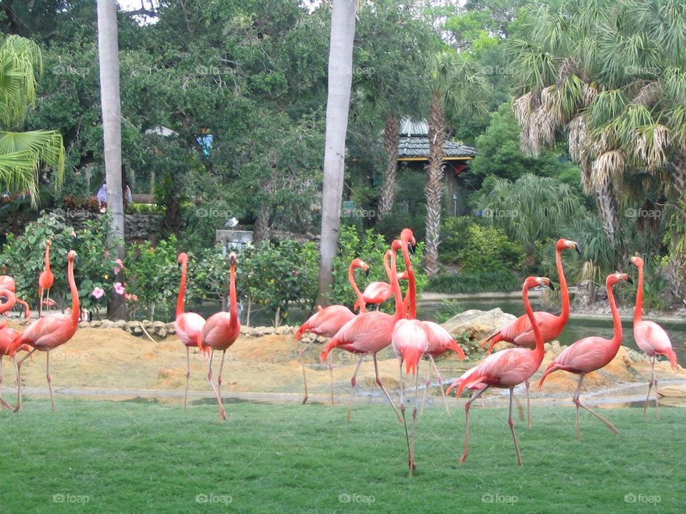 Flamingos