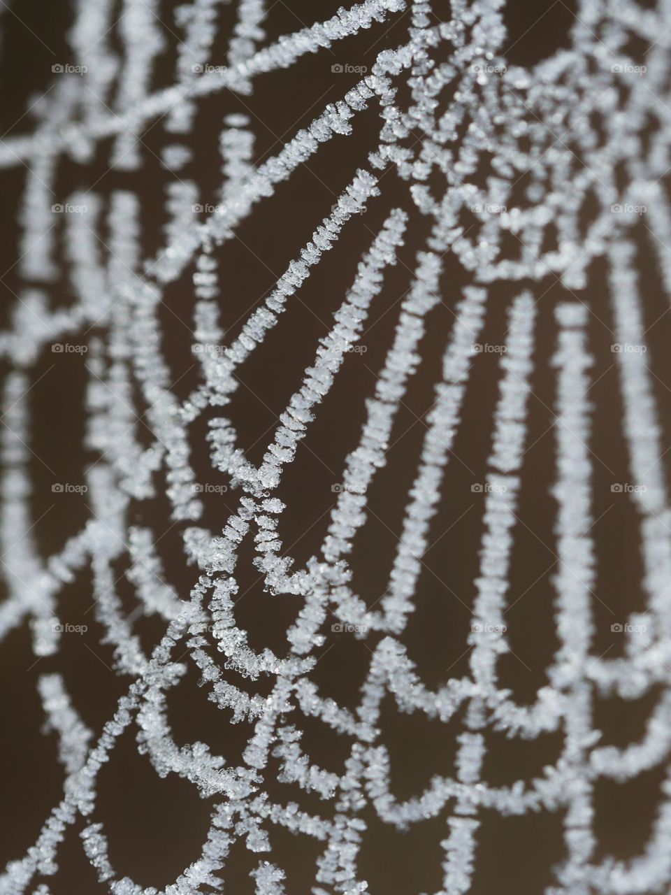 Frozen spiderweb