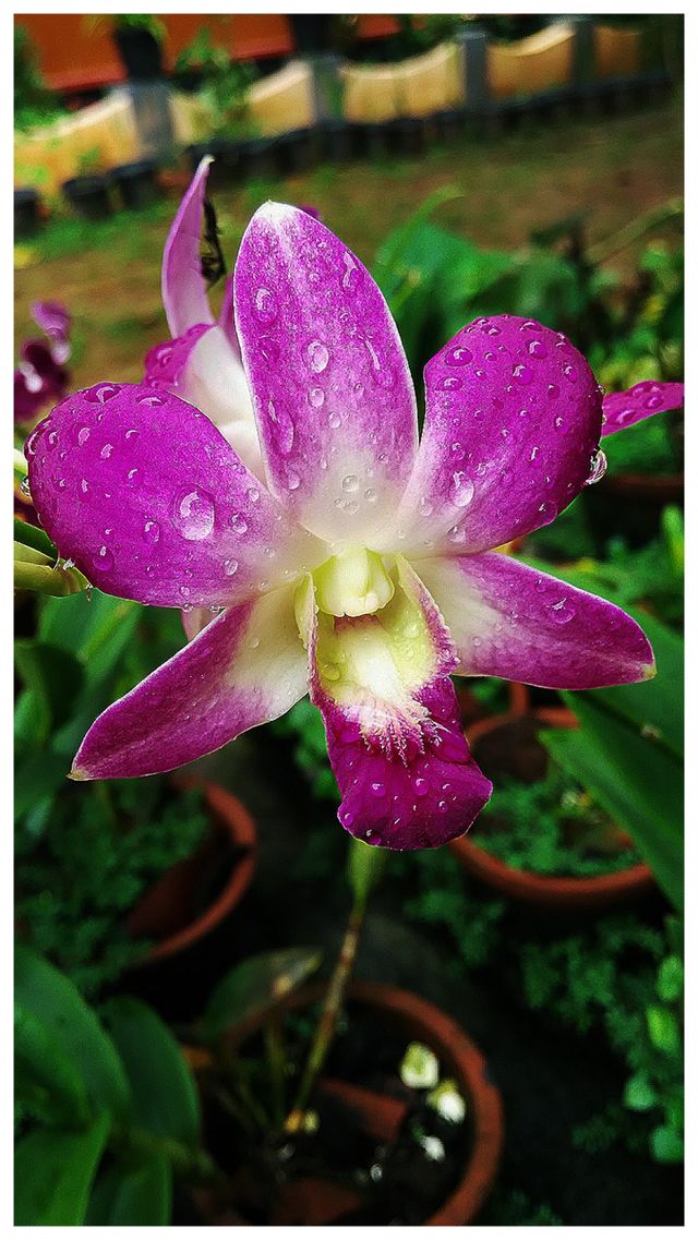 flower
