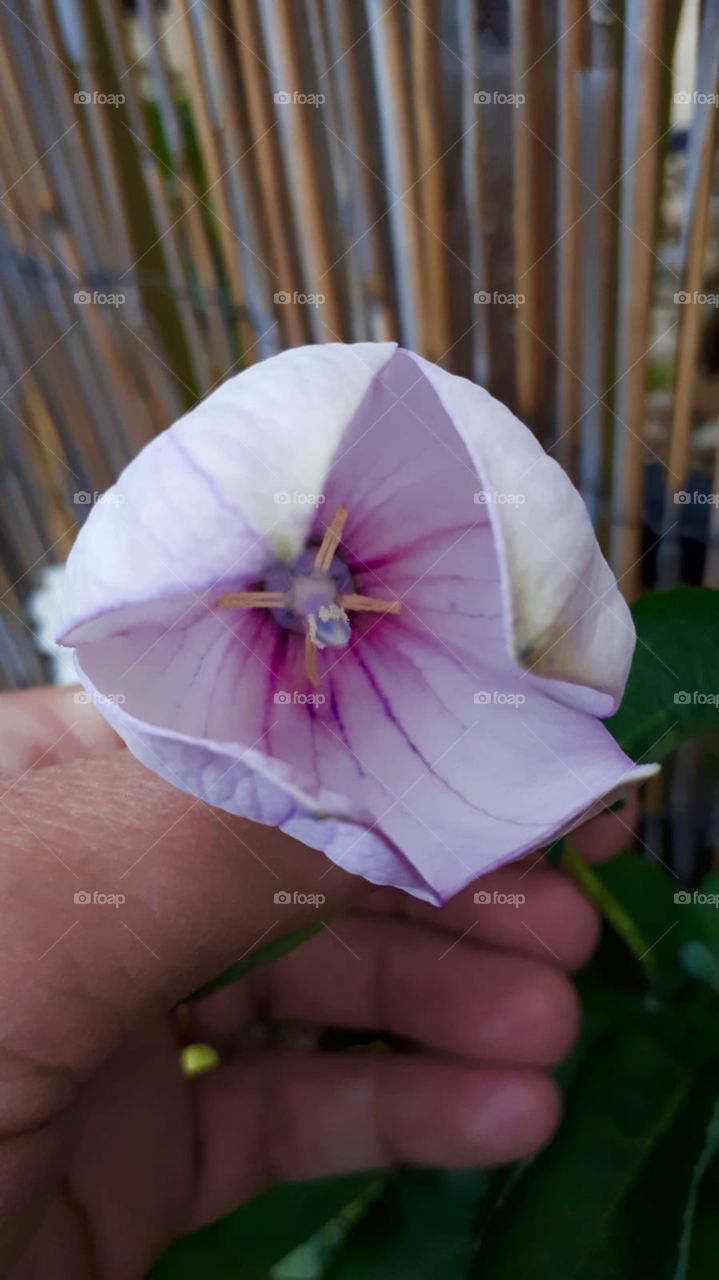 Pretty box flower 💕