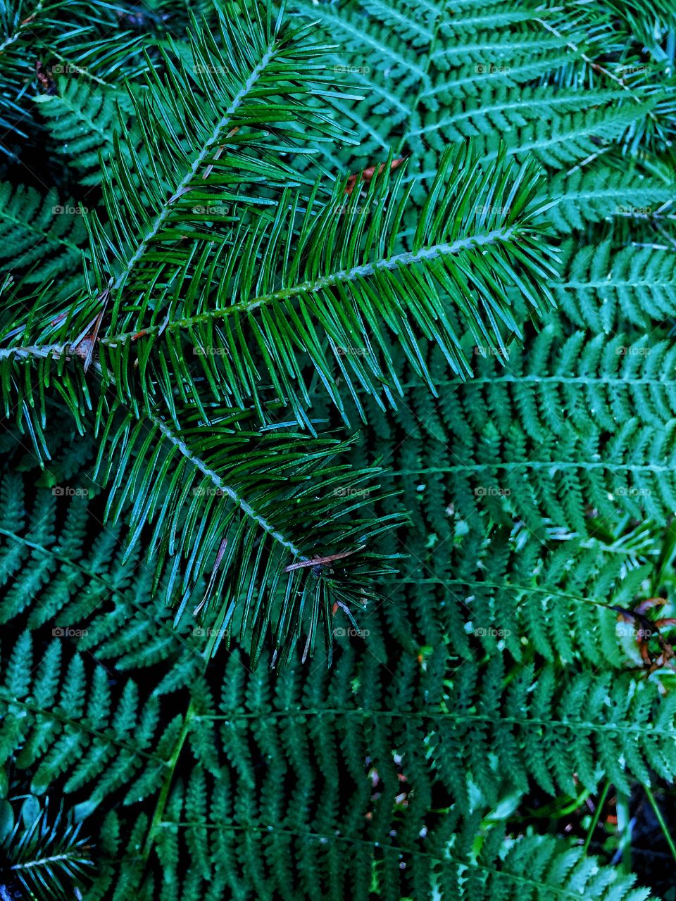 Green leaves fern needles texture 