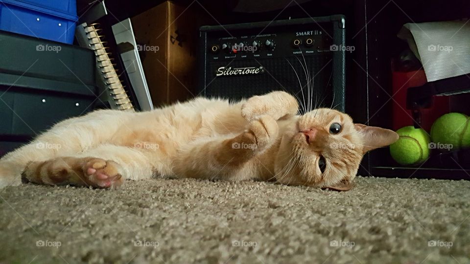 Carpet Lounging Squishy Kitty