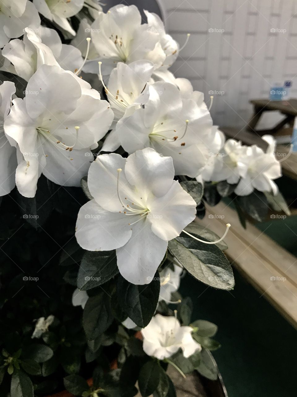 beautiful white flowers 