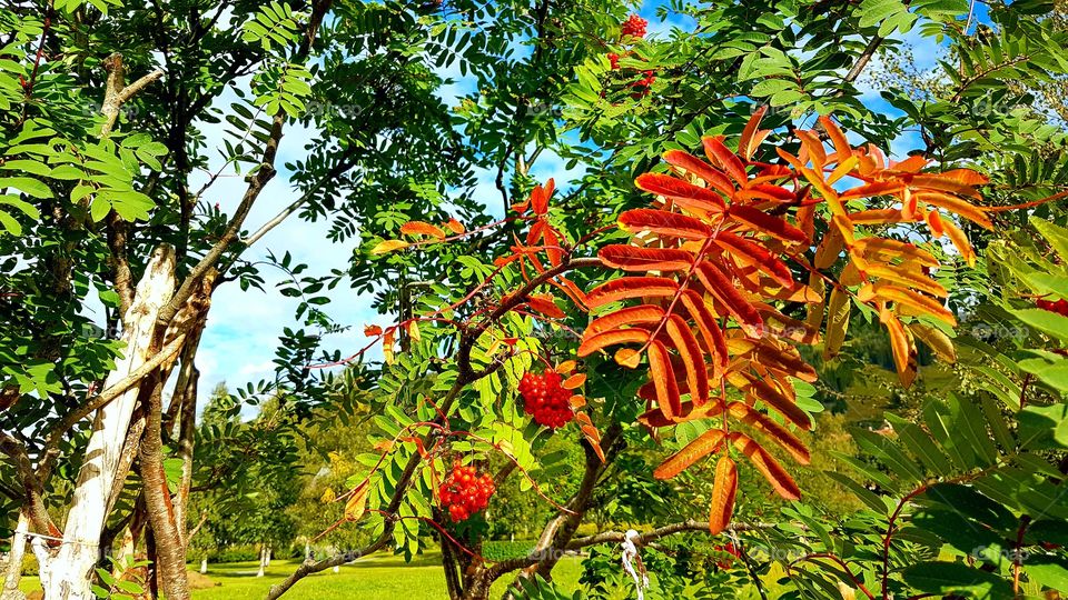 Autumn tree