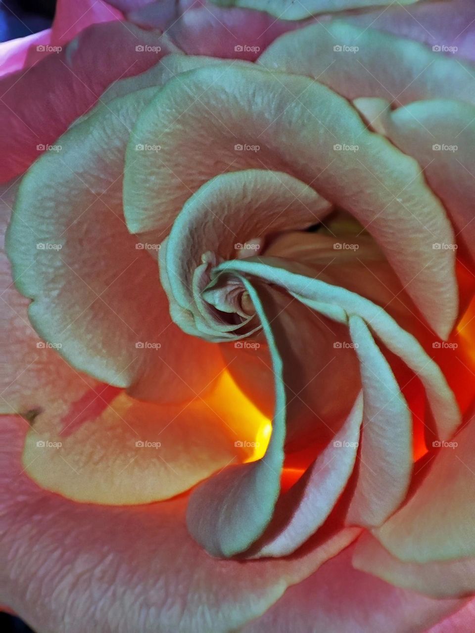 Macro photo of a flower growing in the garden