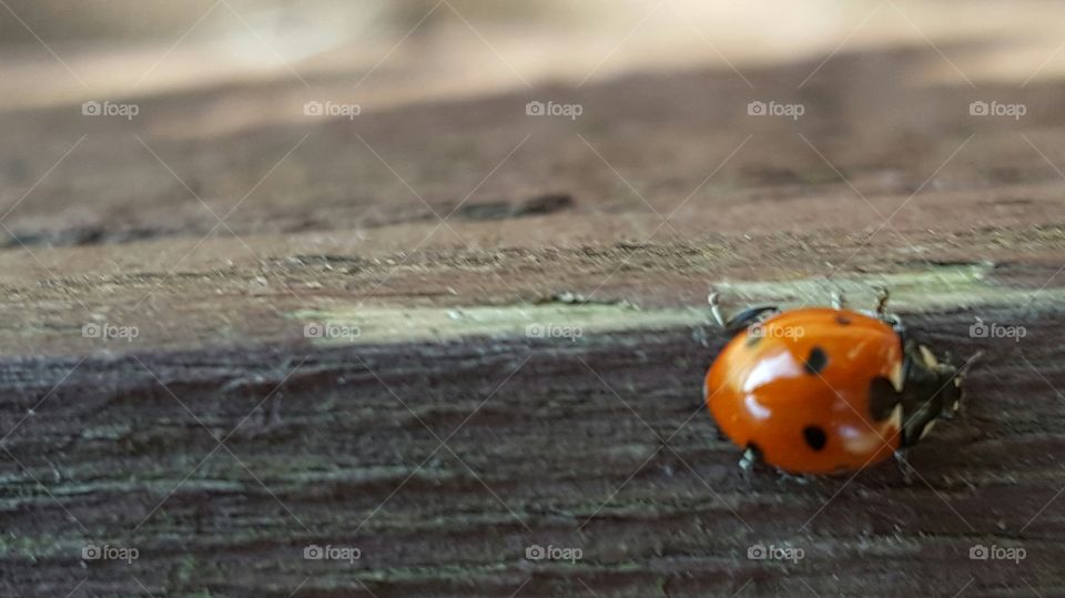 Ladybird on log