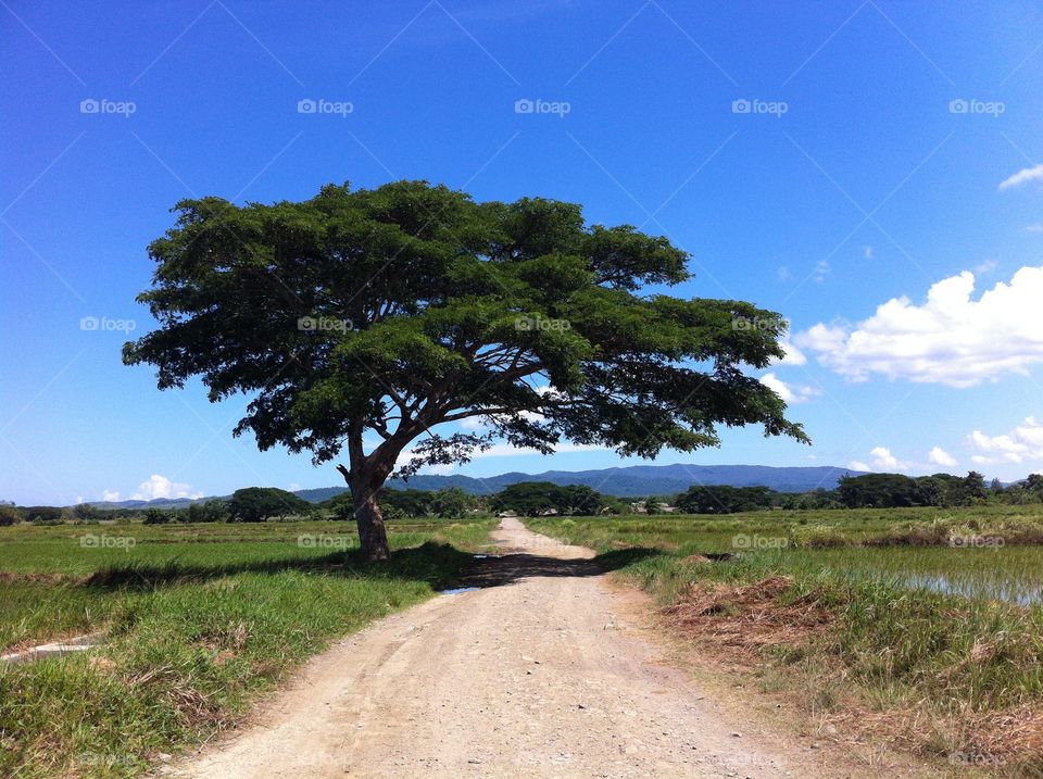 The Acacia. A lonely acacia by a long dirt road