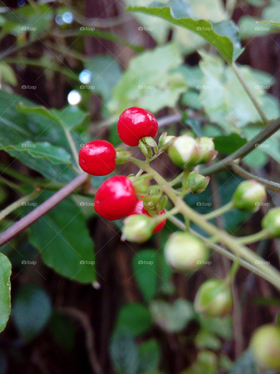 Red flower buds