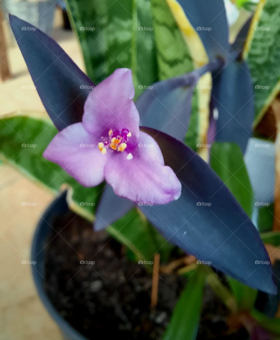 triangular violet flower and purple leaves of Tradescantia