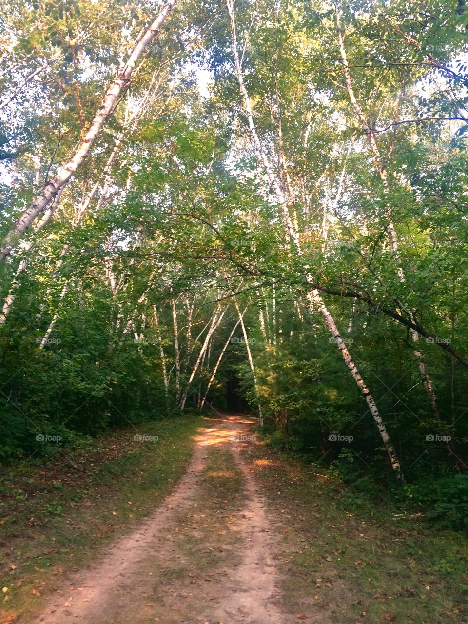 Walking path through trees