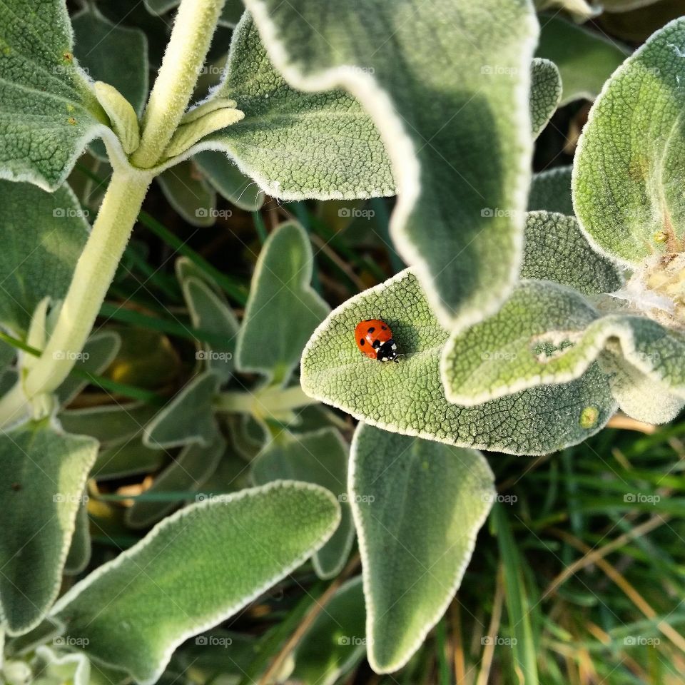 ladybug