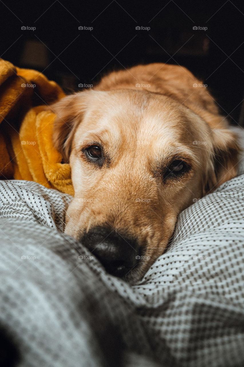 A golden retriever in bed 