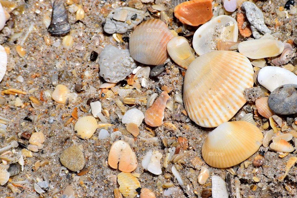 shells on the beach