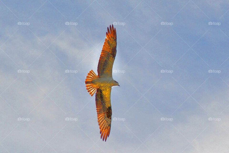 Osprey in Flight