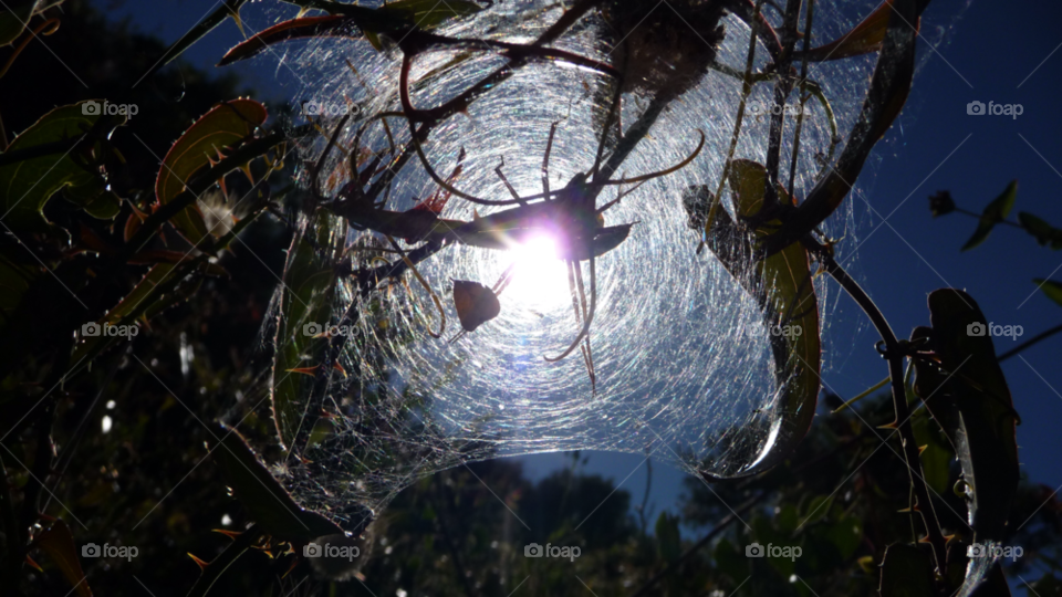 light sun insect web by nivoa
