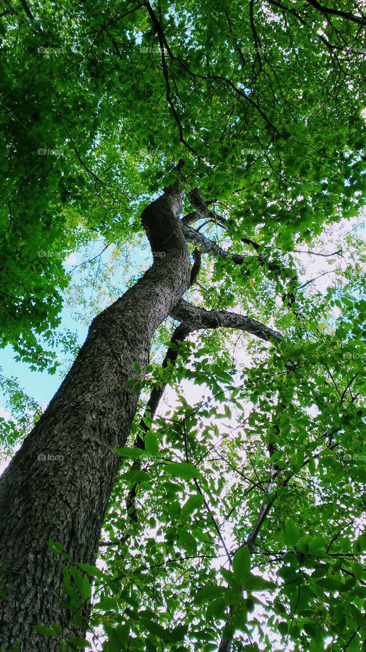 spring. trees. fresh. green