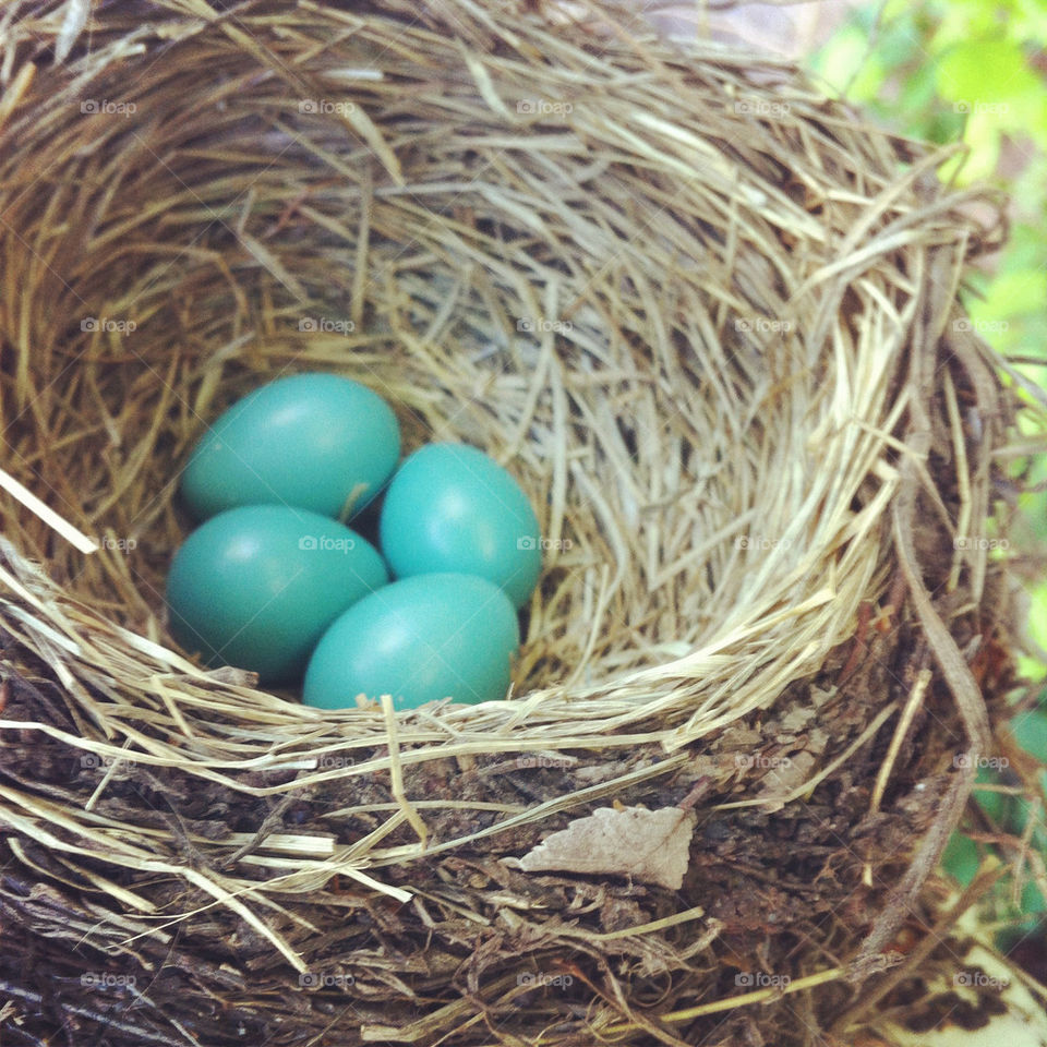 blue eggs nest robineggs by lmtrent