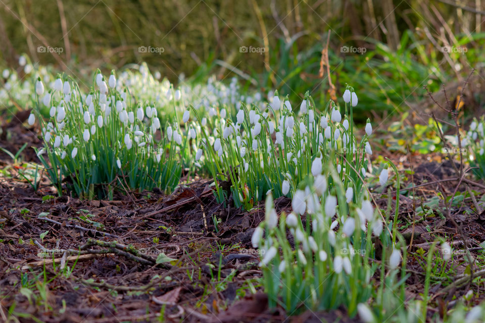 snowdrops on a spring morning