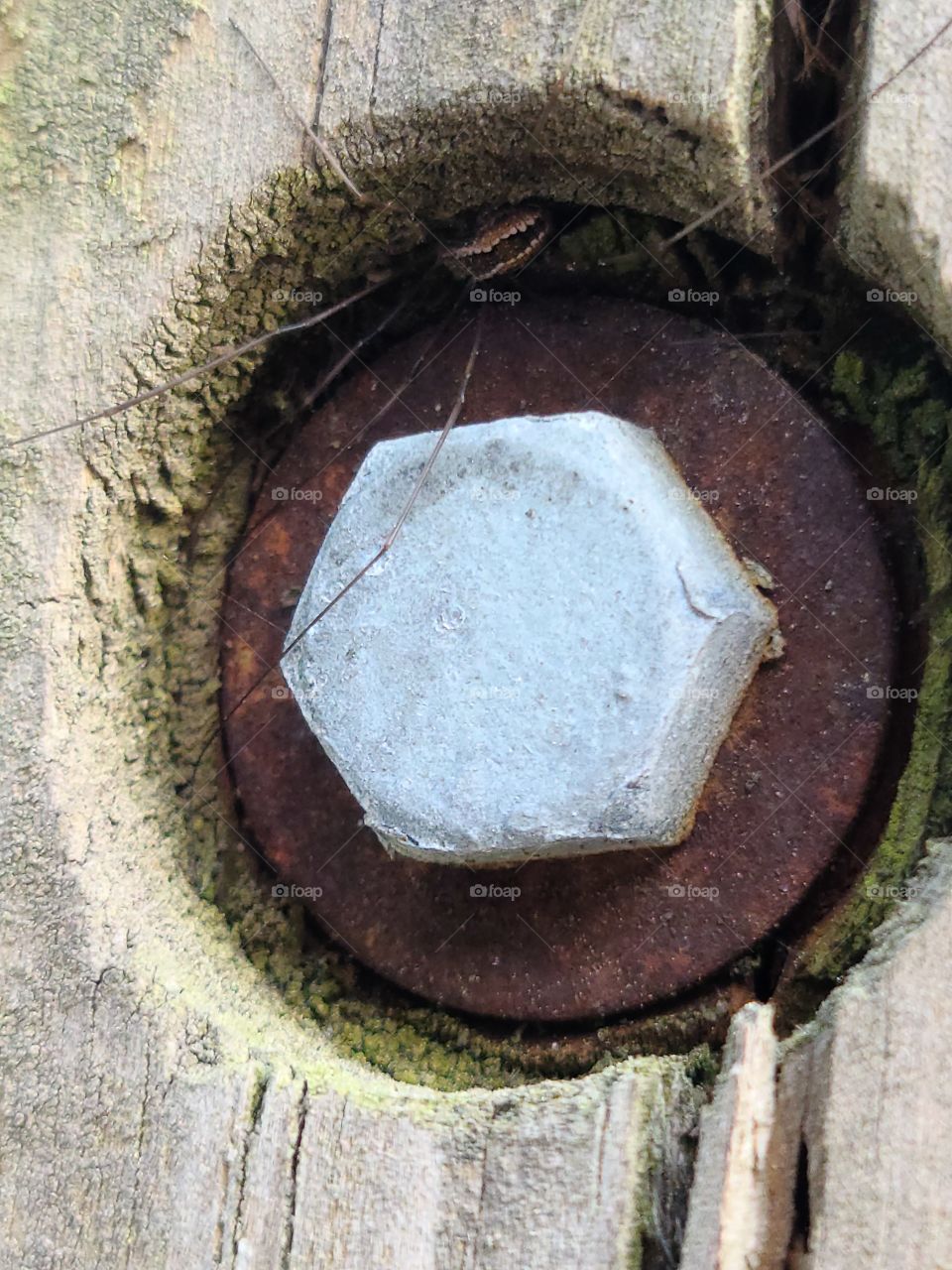 Hexagon Wood Screw - Tornillo Hexagonal Para Madera