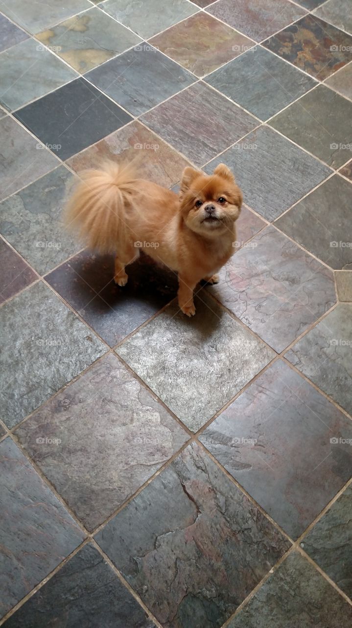 Pretty Pom. such a lil sweetie