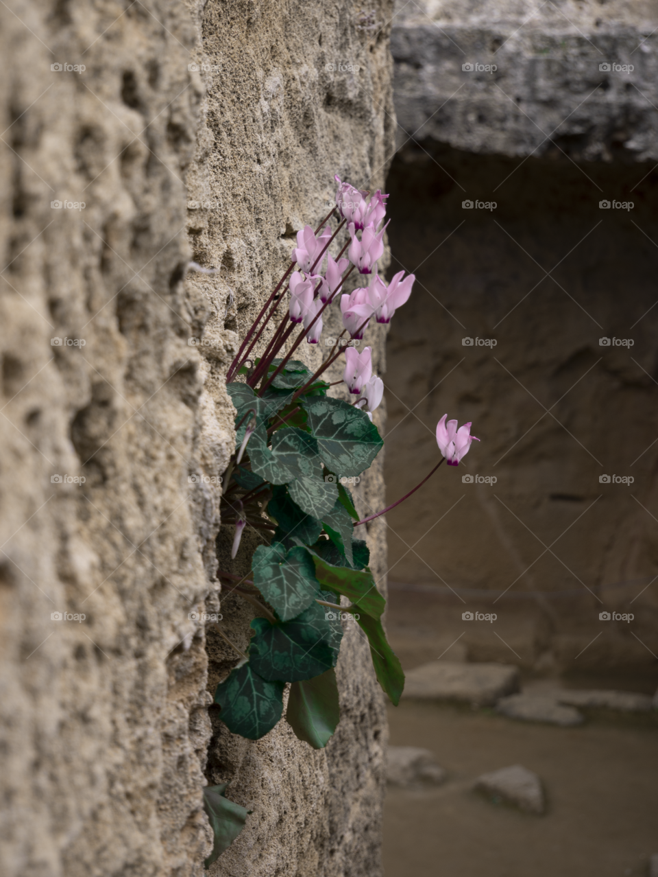 Flowers growing out of a rock