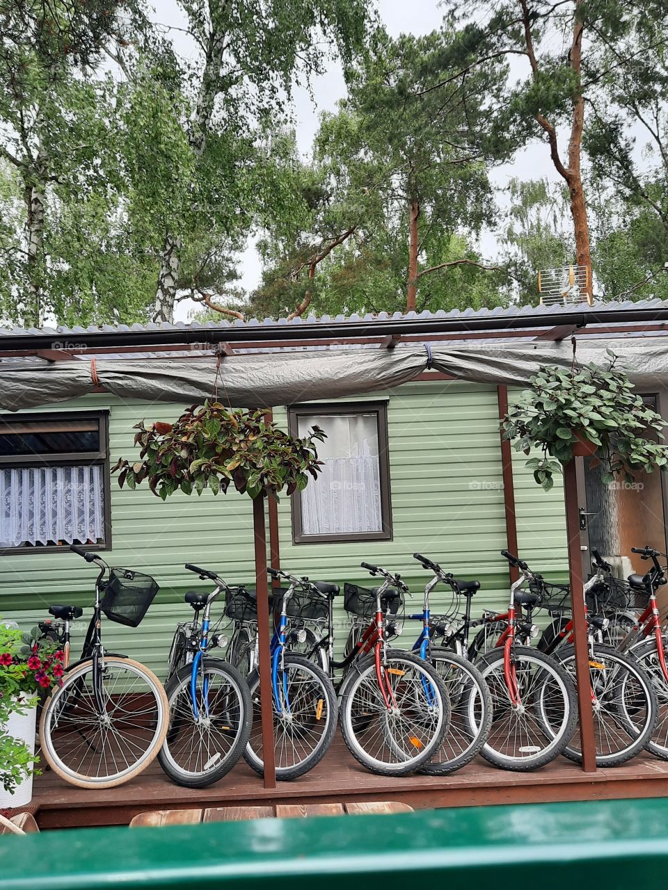 bicycles ready for rent with trees in the background