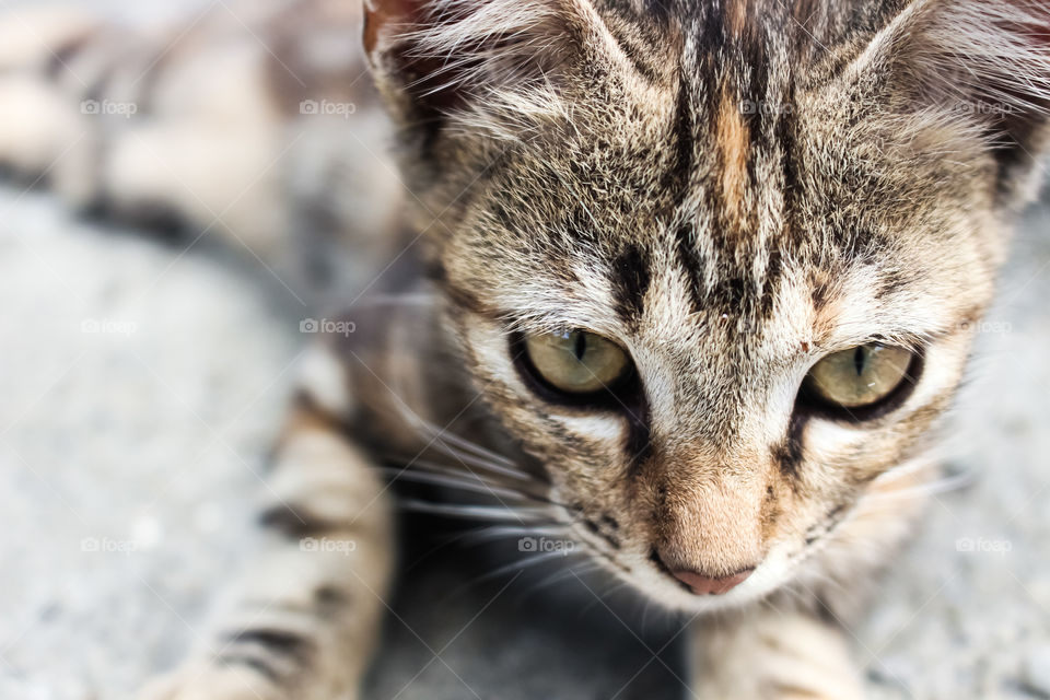 This is my aunty's cat. She found him on the way she working, then she picked him and adopted him. Not scray at all, he is still baby, and small