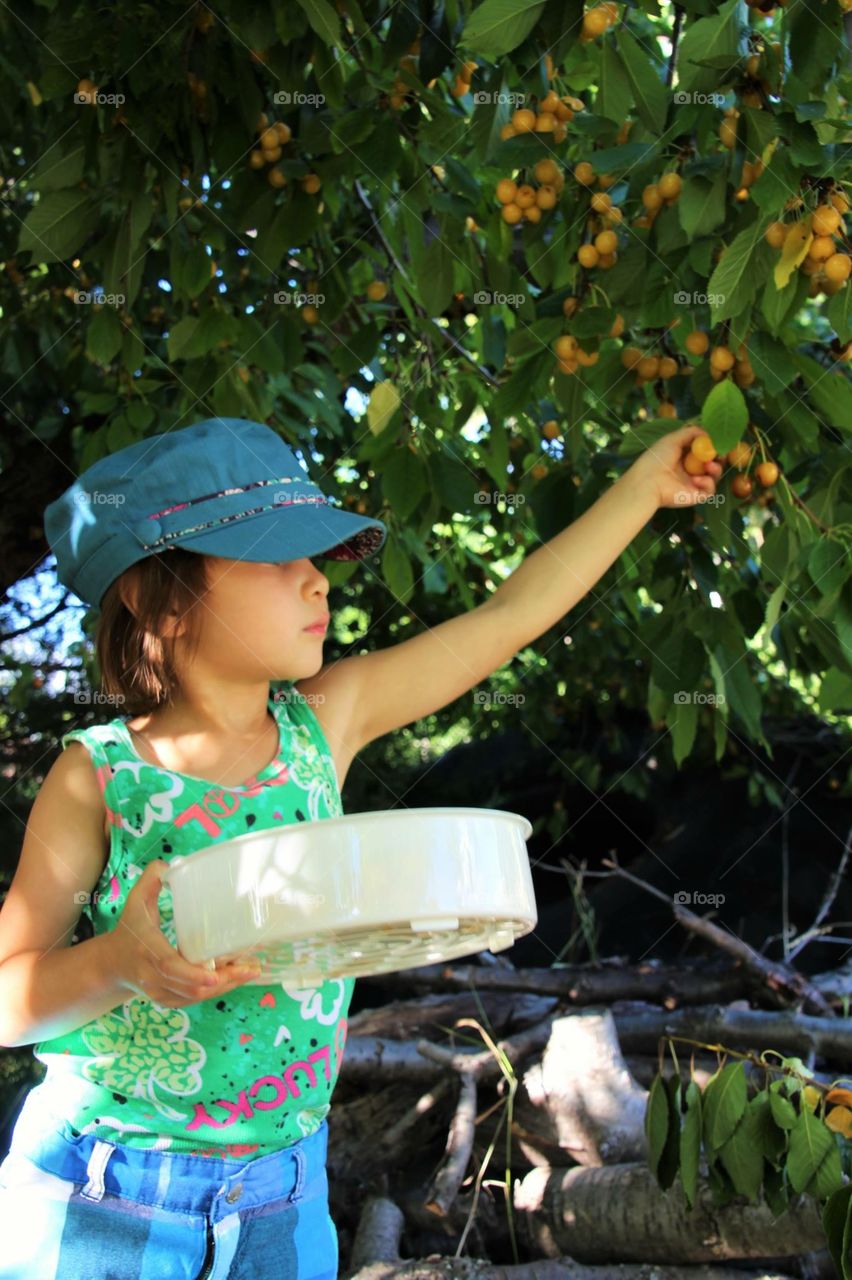 Cherry picking