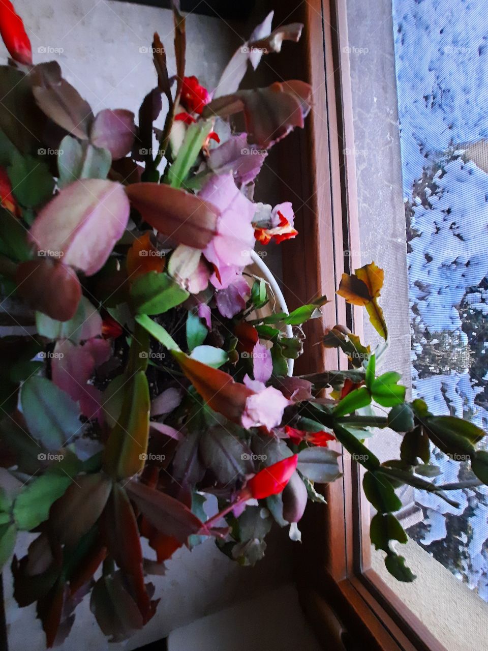 Christmas cactus  blooming on a windowsill