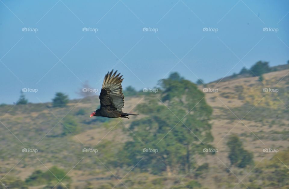 Vulture In Flight