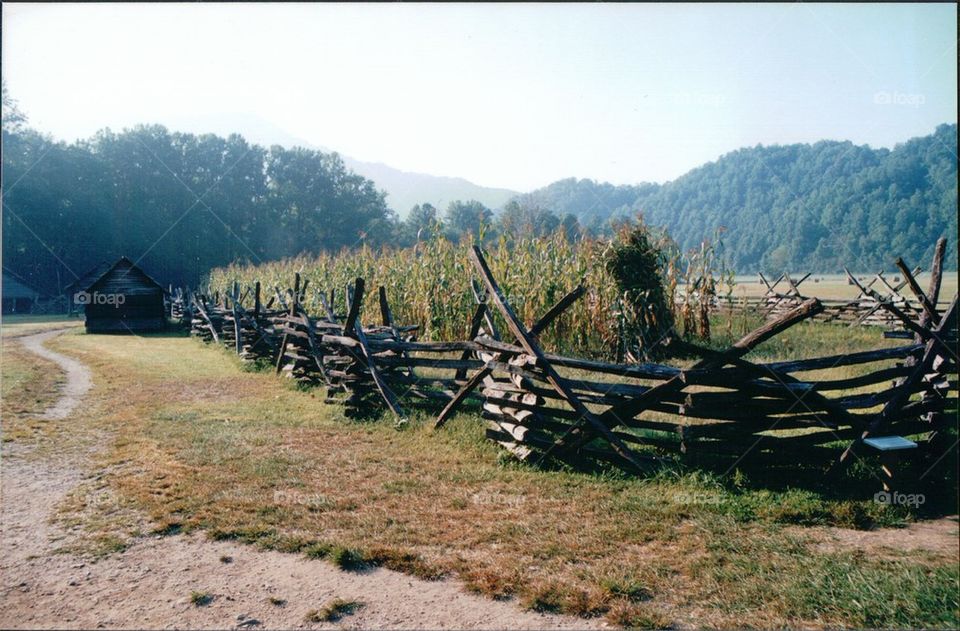 Split rail fence corn field farm