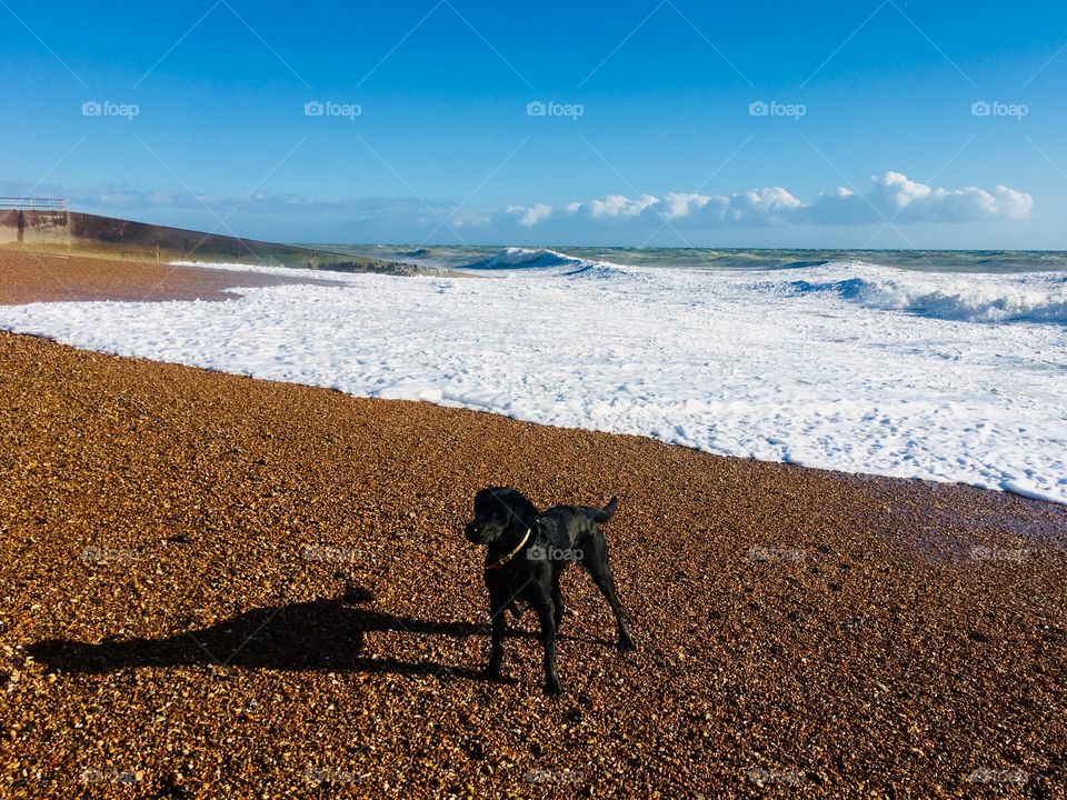 Black Labrador Retriever on Pebbled Beach, Saltdean, Brighton, England