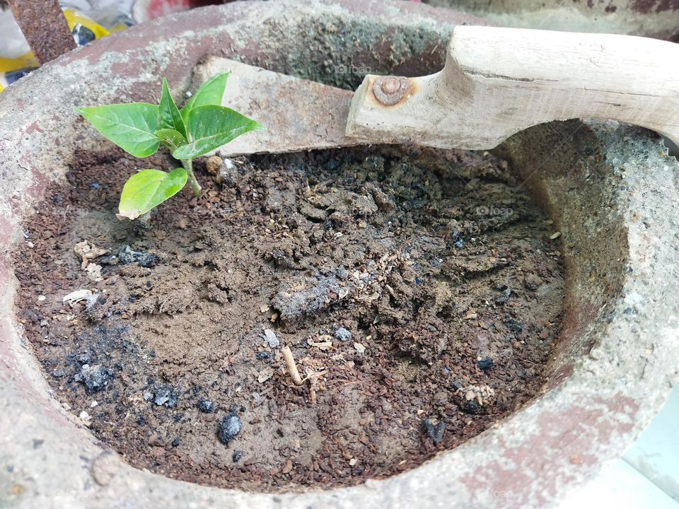 new plant in my garden