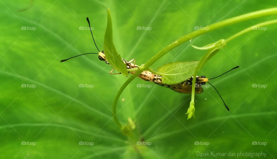 Macro photography photos